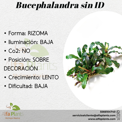 Bucephalandras sin ID