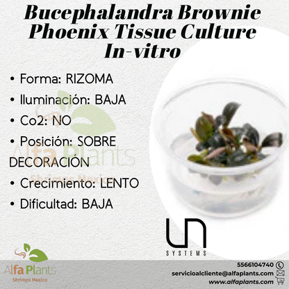 Bucephalandra Brownie Phoenix Tissue Culture In-vitro