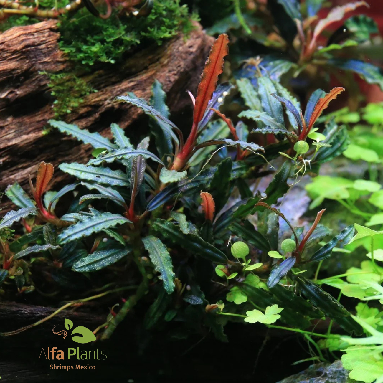 Bucephalandra distintas variedades