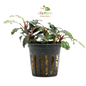 Bucephalandra Red Blade