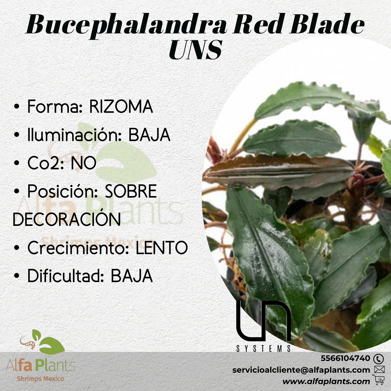 Bucephalandra Red Blade