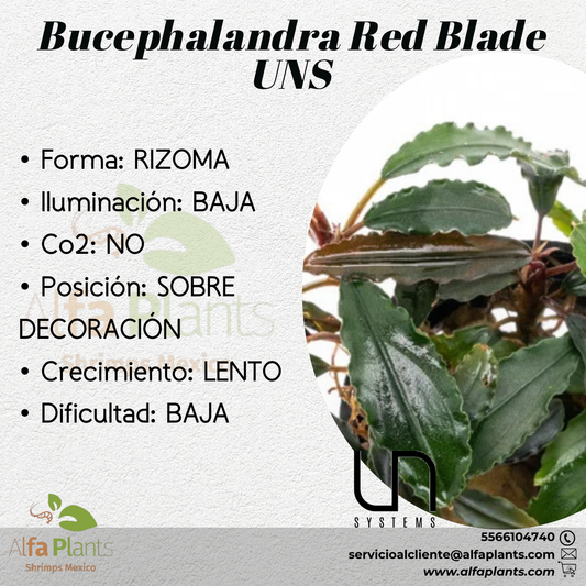Bucephalandra Red Blade