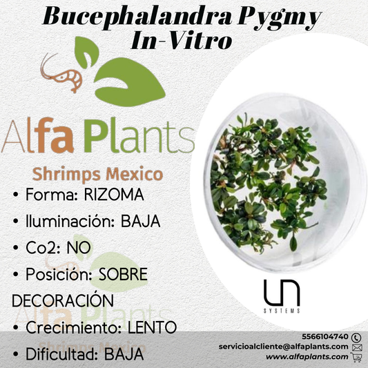 Bucephalandra Pygmy In-Vitro Ultum Nature Systems
