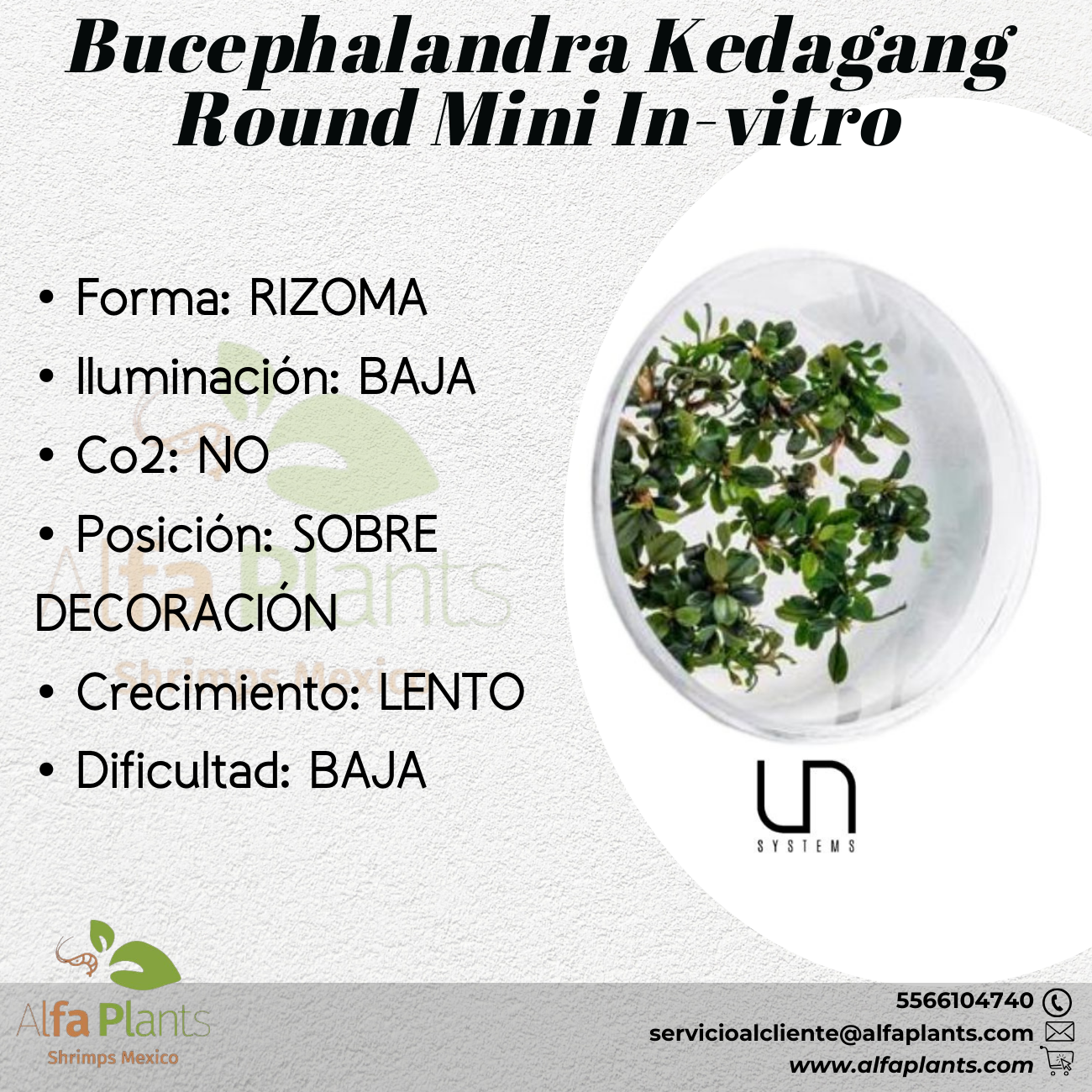 Bucephalandra Kedagang Round Mini In-vitro