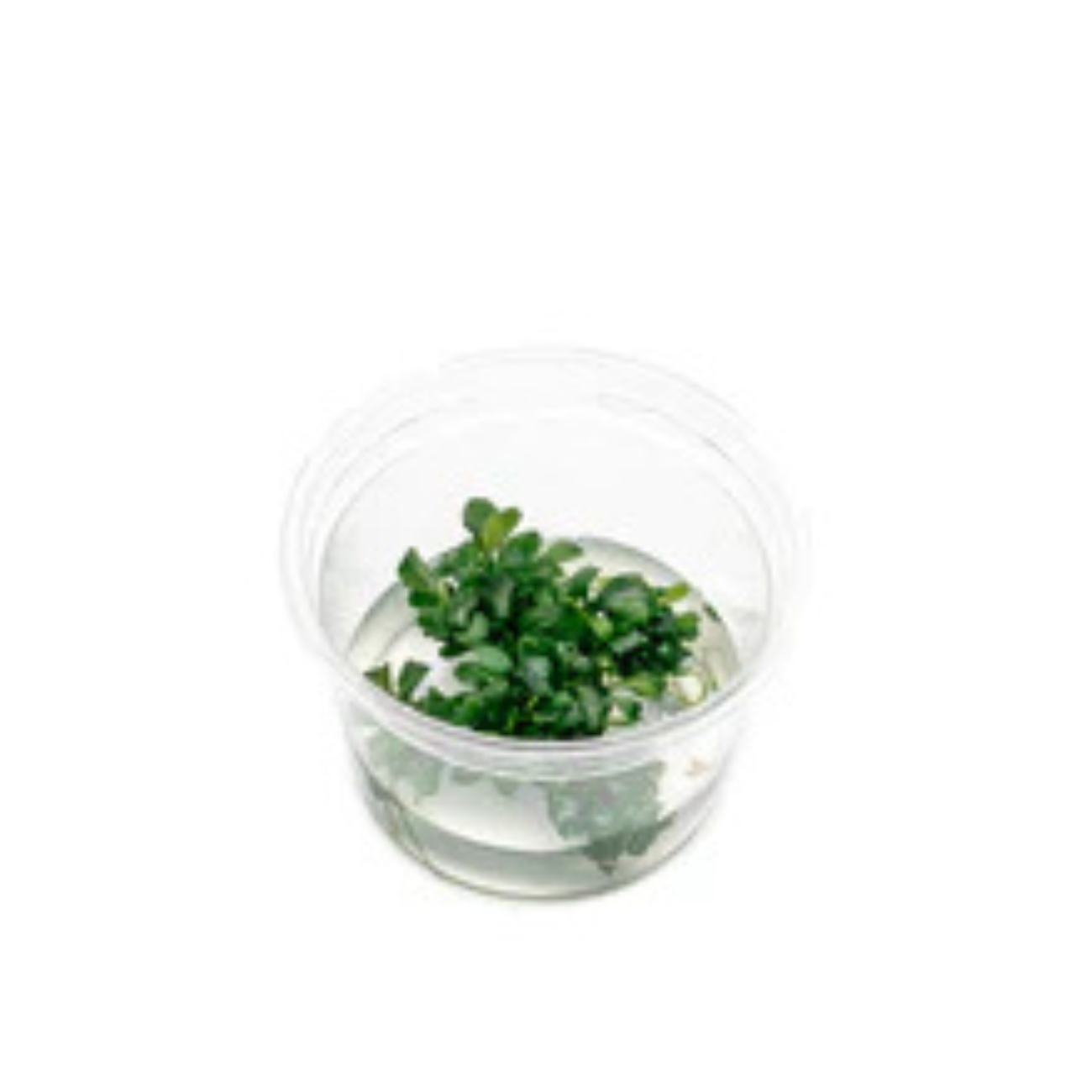 Bucephalandra Sintang Green Tissue Culture In-vitro