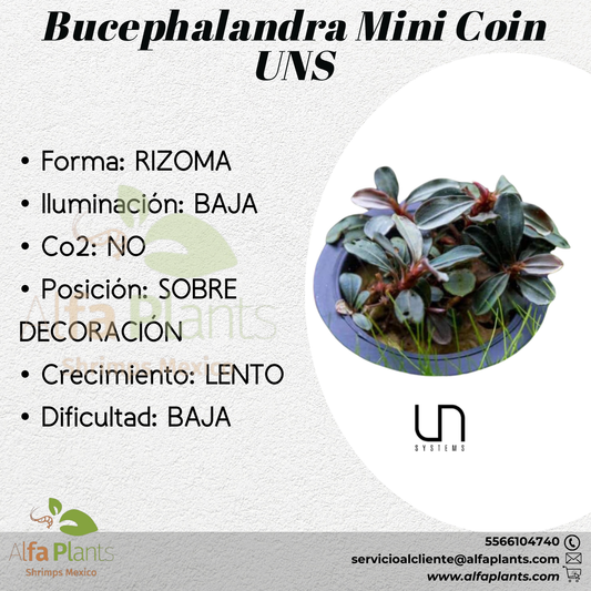 Bucephalandra Mini Coin