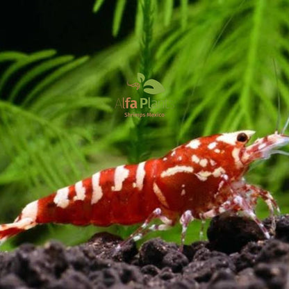 Caridina Red Pinto