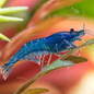 Neocaridina Blue Velvet