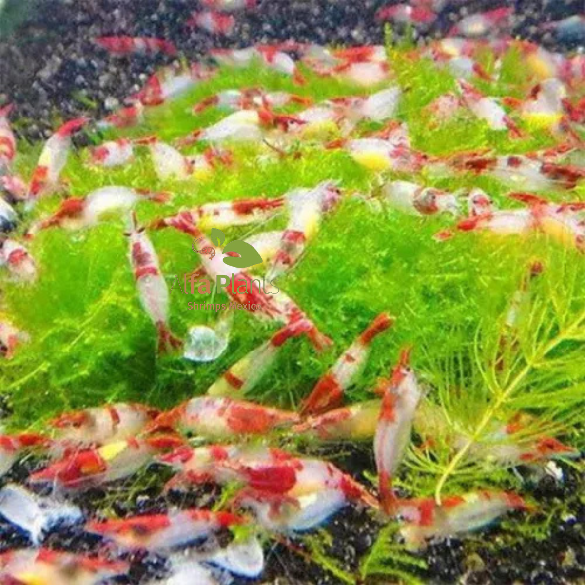 Neocaridina Red Rili