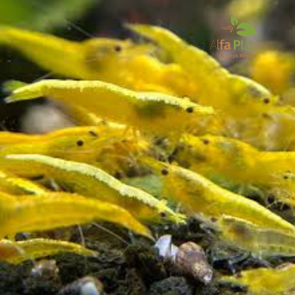 Neocaridina Yellow Golden Back 24K