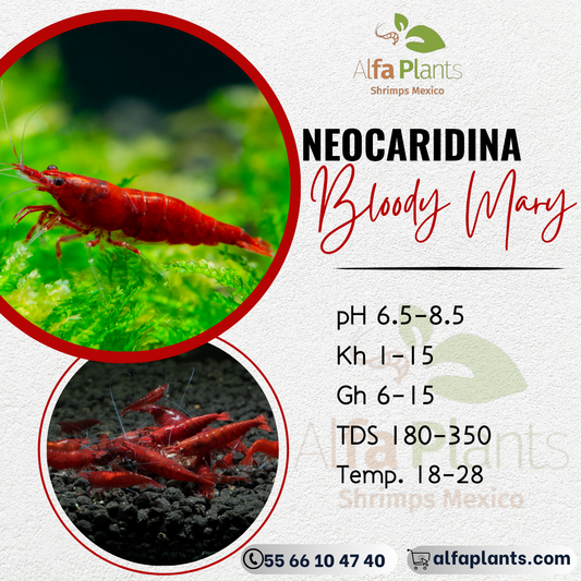 Neocaridina Bloody Mary