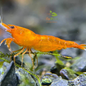 Neocaridina Orange