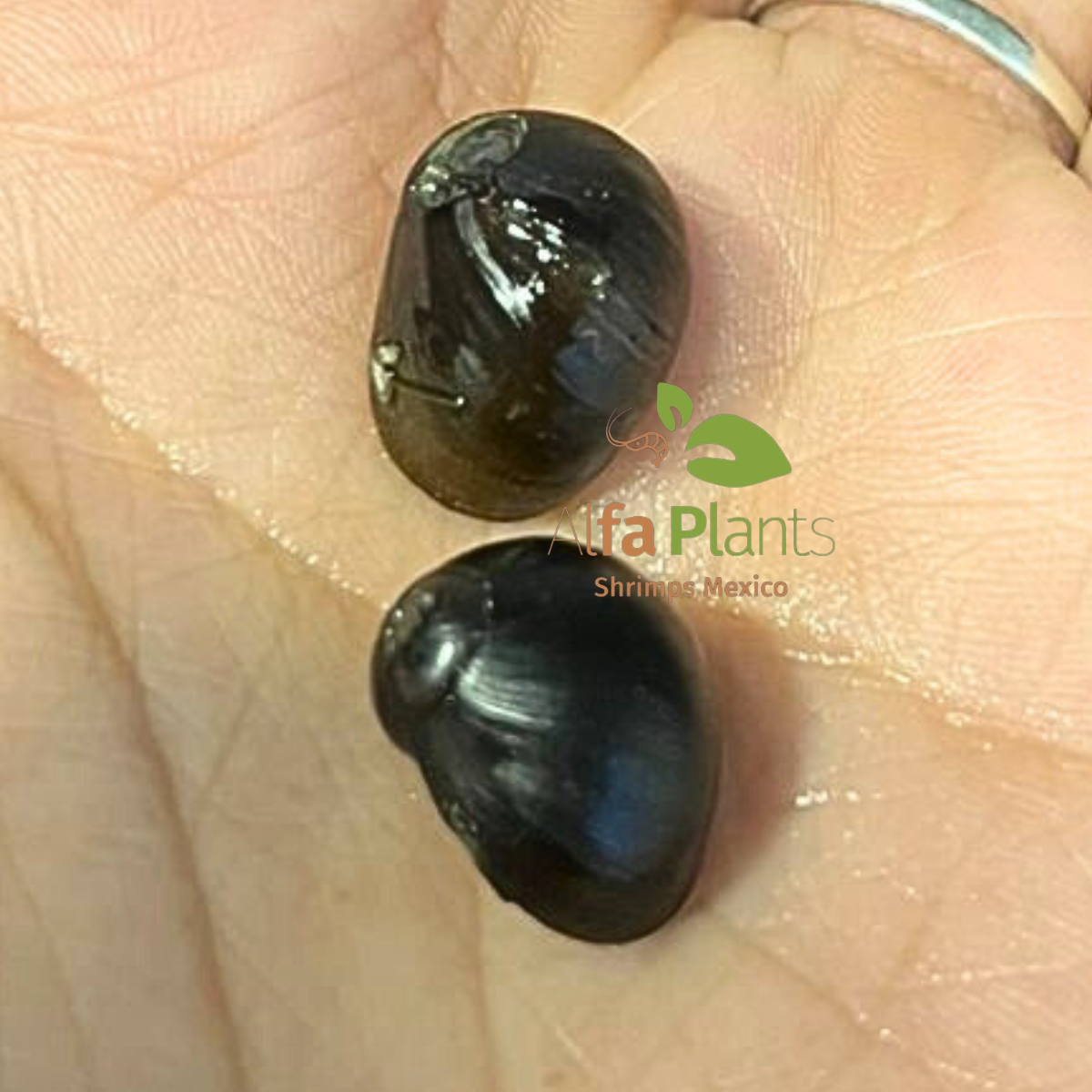 Caracol Neritina Black