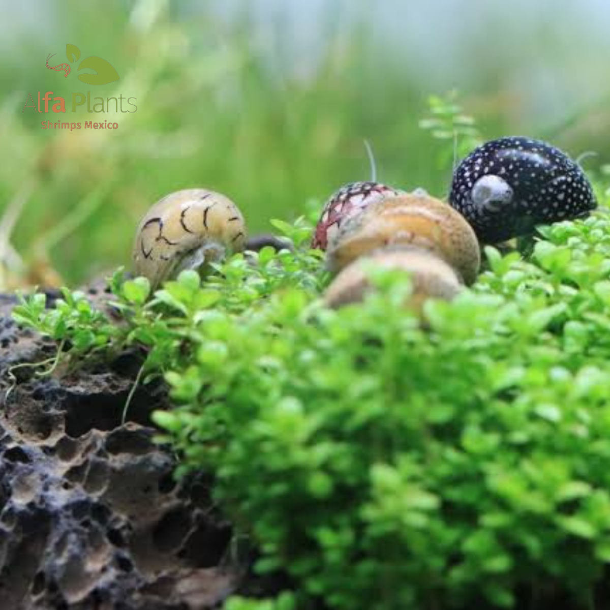 Caracol Neritina Virginae