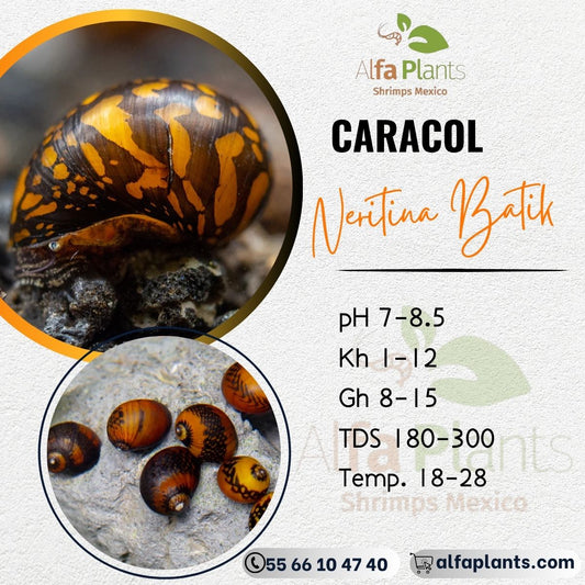 Caracol Neritina Batik