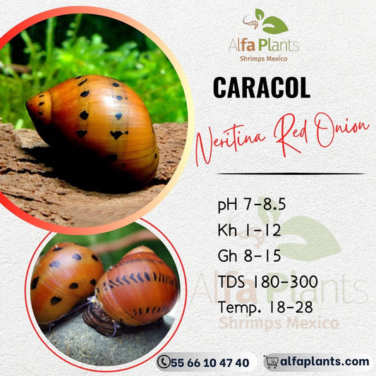 Caracol Neritina Red Onion