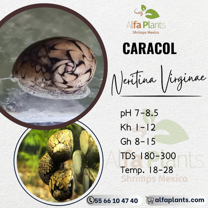 Caracol Neritina Virginae