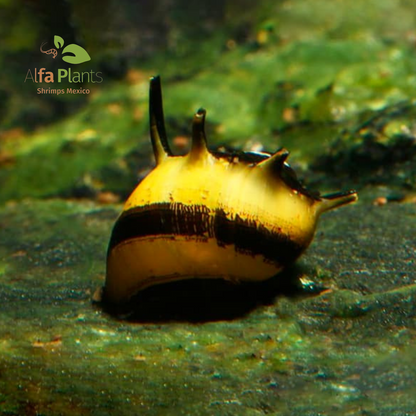 Caracol Neritina Zebra Thor