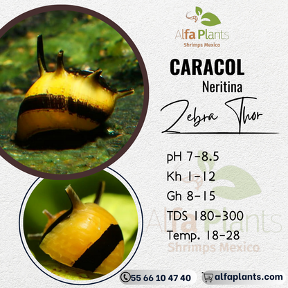 Caracol Neritina Zebra Thor