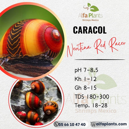 Caracol Neritina Red Racer