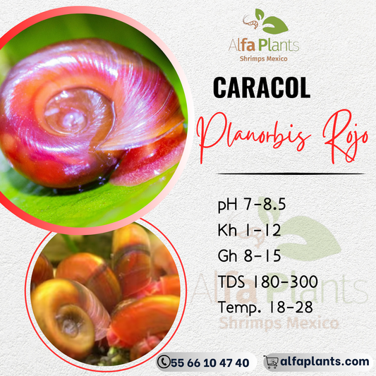 Caracol Planorbis rojo