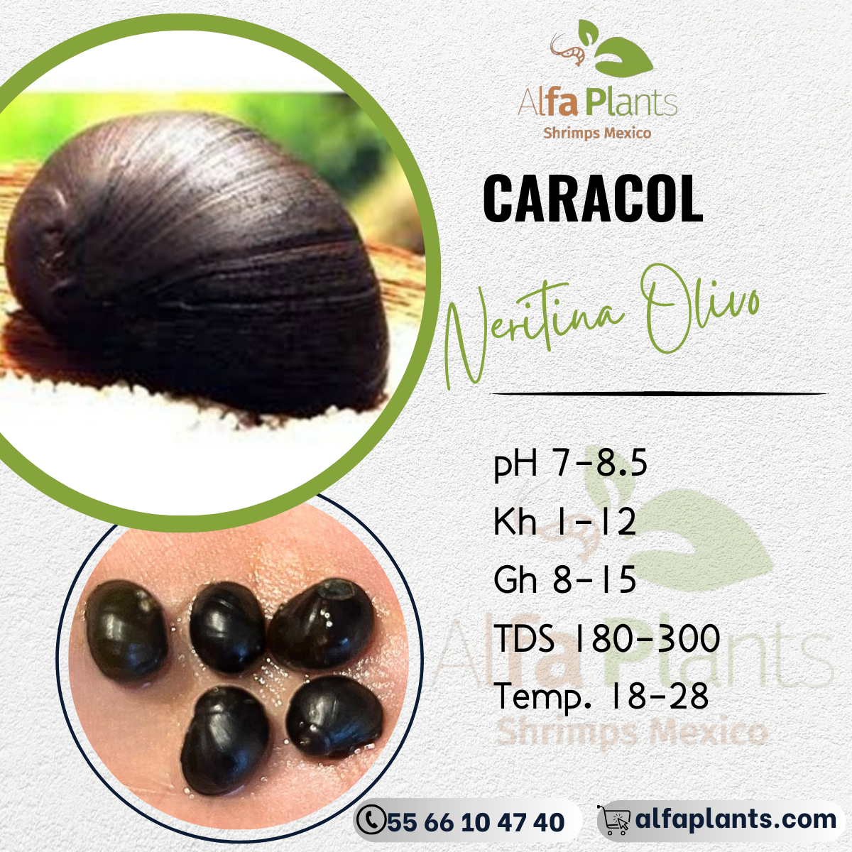 Caracol Neritina Black