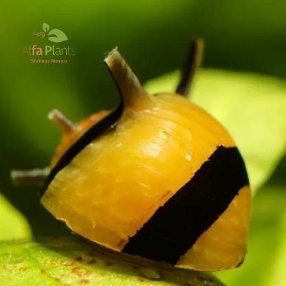 Caracol Neritina Zebra Thor