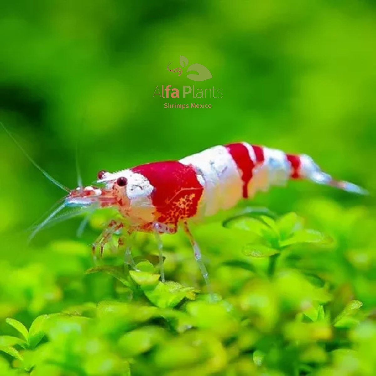 Caridina Crystal Red