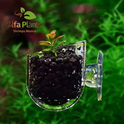 Glass Cup
