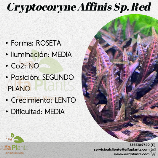 Cryptocoryne Affinis sp. Red