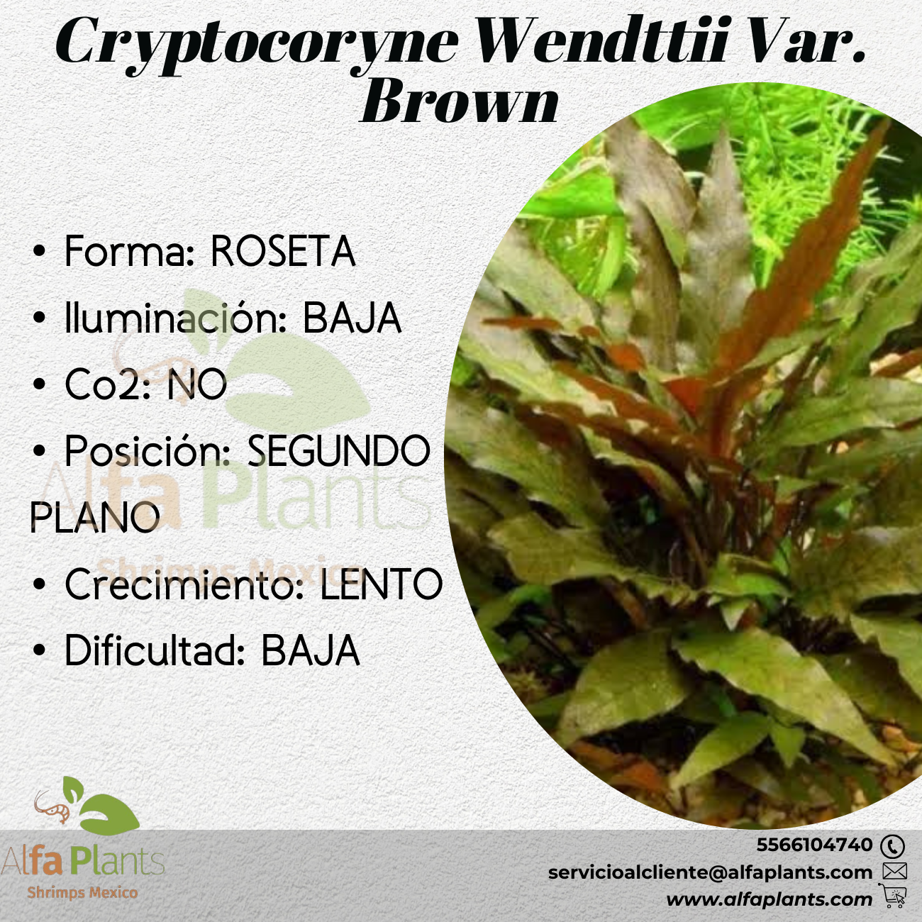 Cryptocoryne Wendttii var. Brown