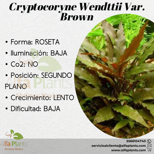 Cryptocoryne Wendttii var. Brown