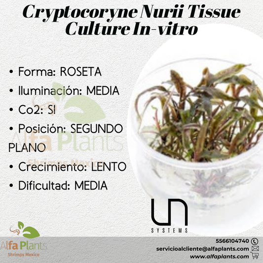 Cryptocoryne Nurii Tissue Culture In-vitro