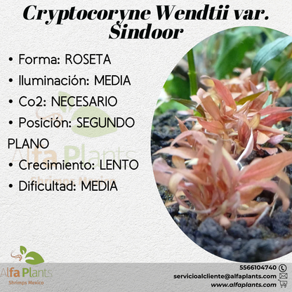 Cryptocoryne Wendttii var. Sindoor