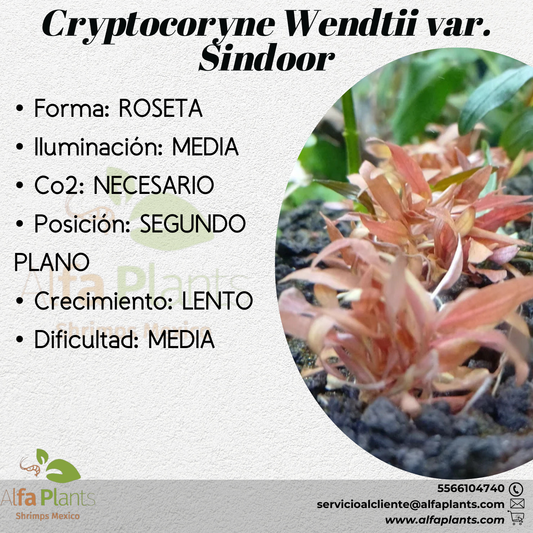 Cryptocoryne Wendttii var. Sindoor