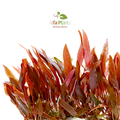 Cryptocoryne Wendttii var. Sindoor