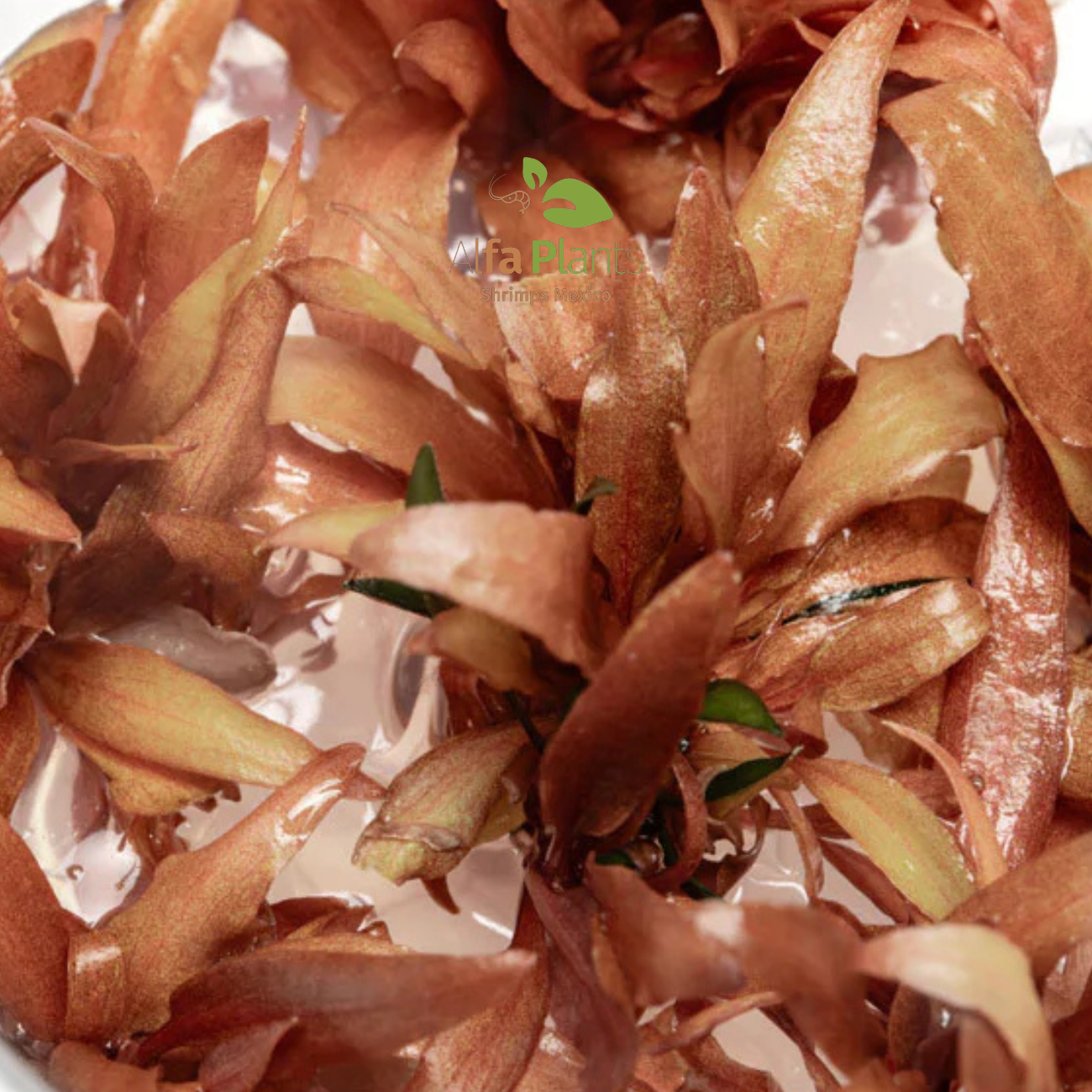 Cryptocoryne Wendttii var. Sindoor
