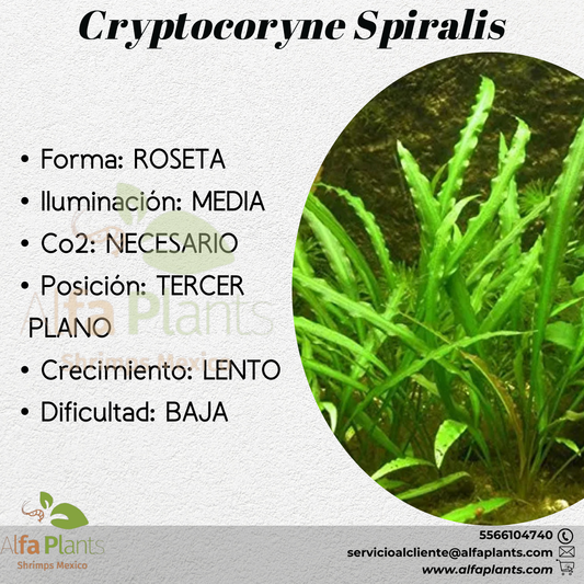 Cryptocoryne Spiralis