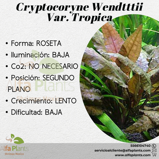 Cryptocoryne Wendttii var. "Tropica