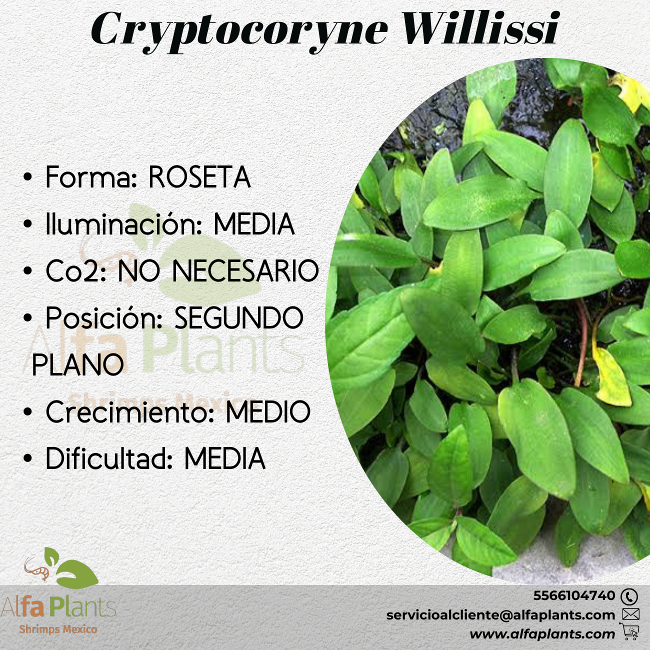 Cryptocoryne Willissi