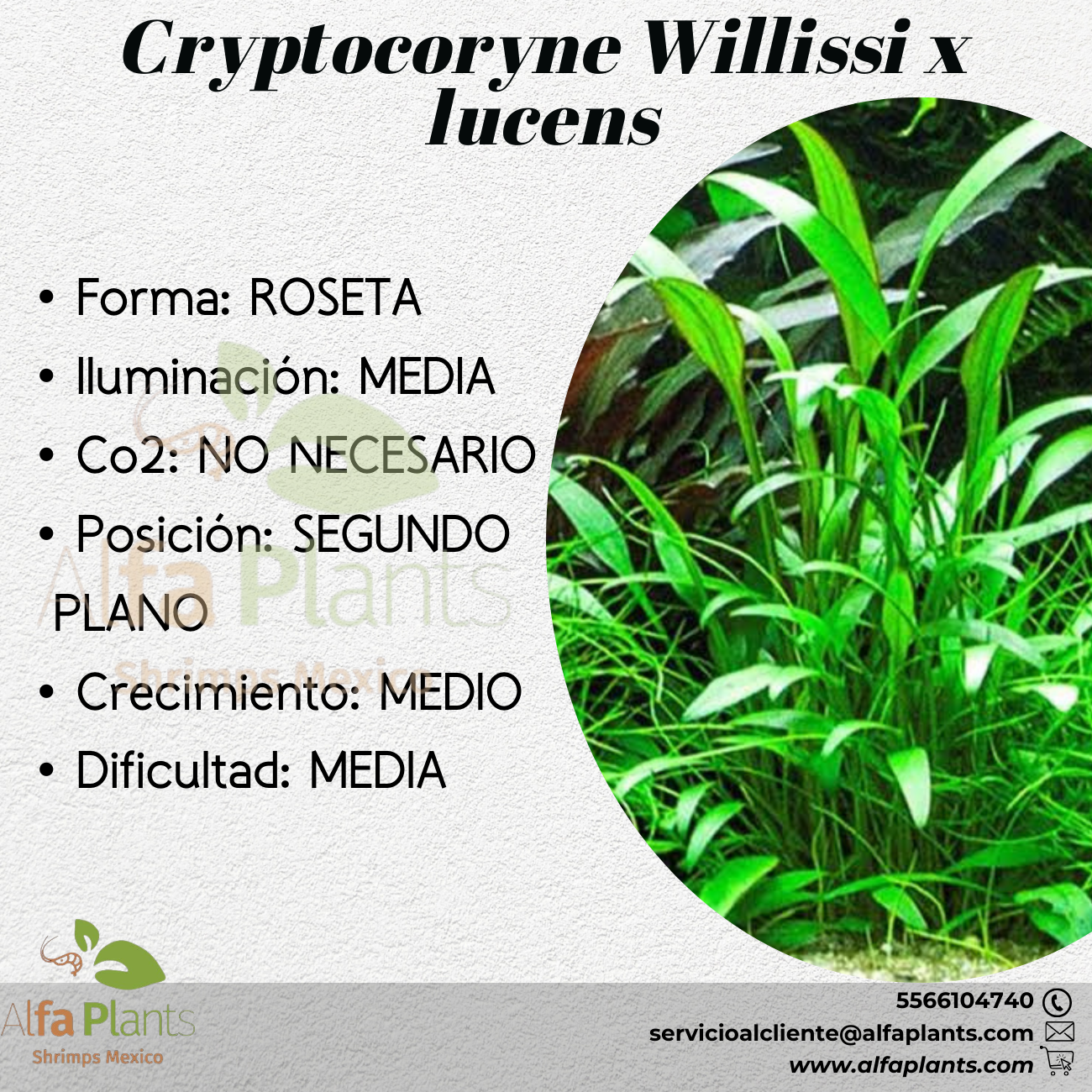 Cryptocoryne Willissi x Lucens