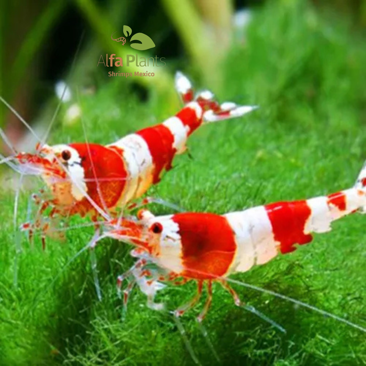 Caridina Crystal Red