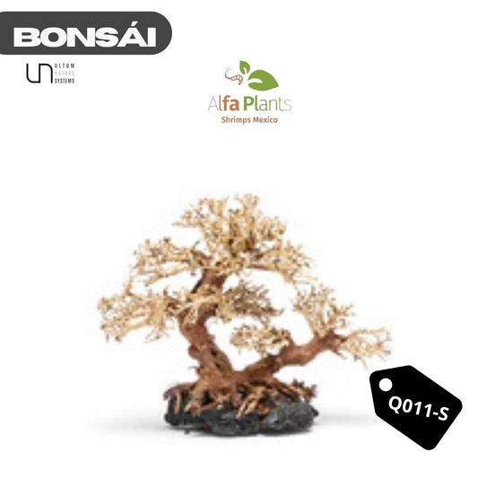 Bonsái Q011