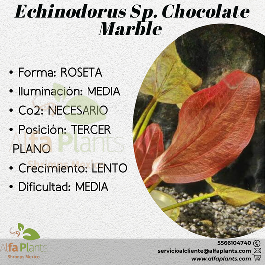 Echinodorus Sp. Chocolate Marble