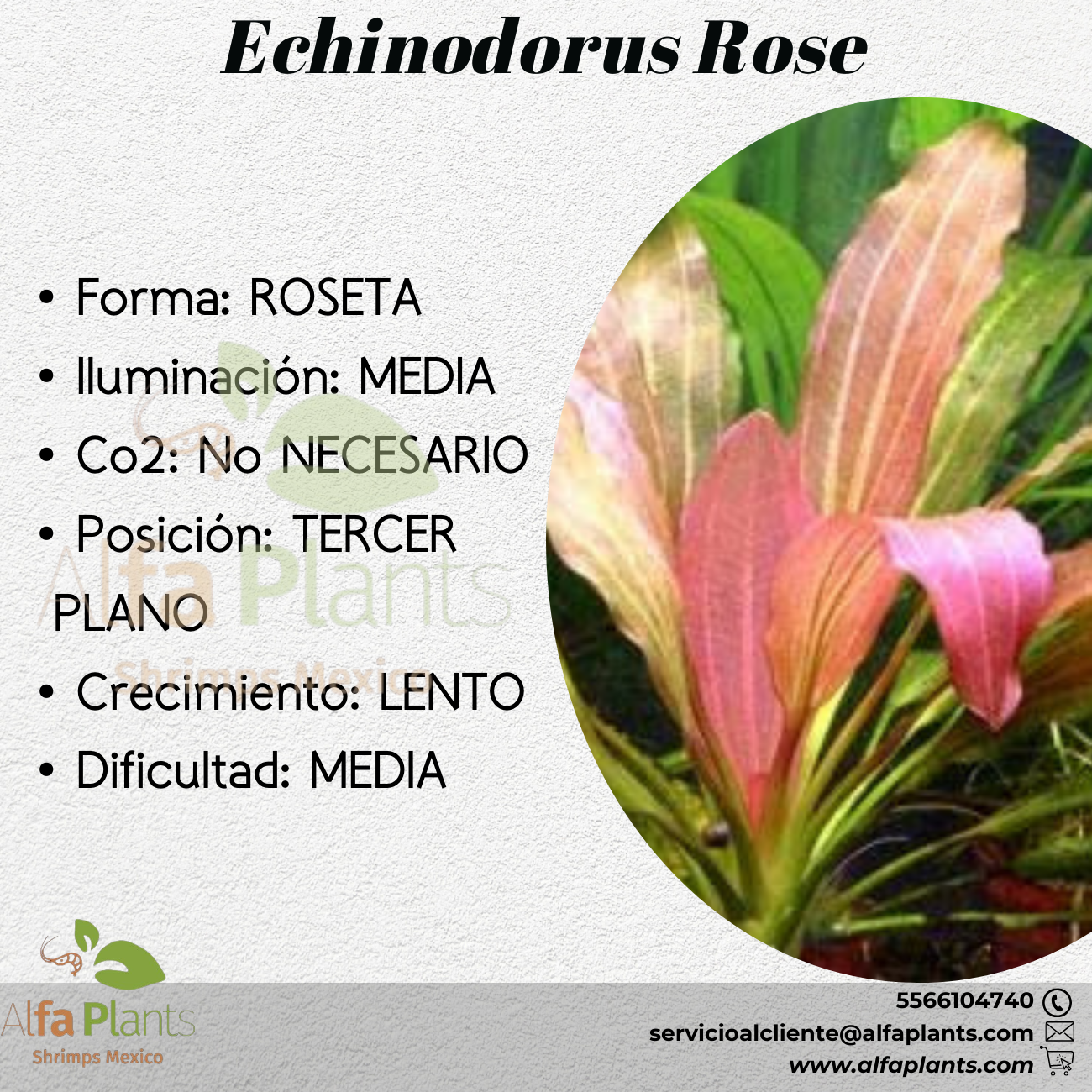 Echinodorus Rose