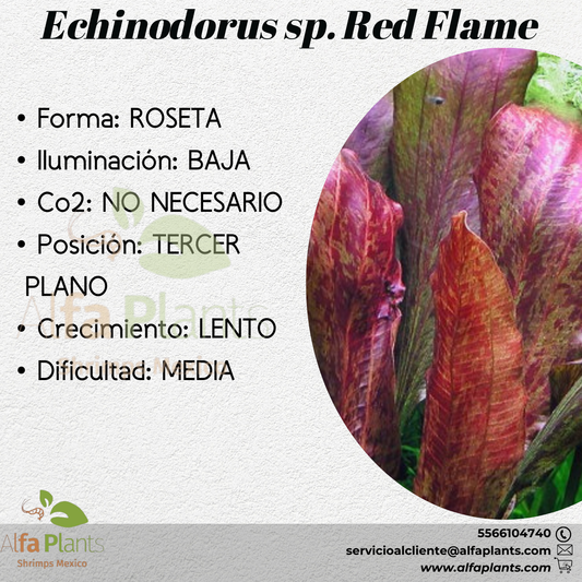 Echinodorus Red Flame