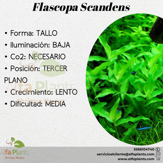 Flascopa Scandens