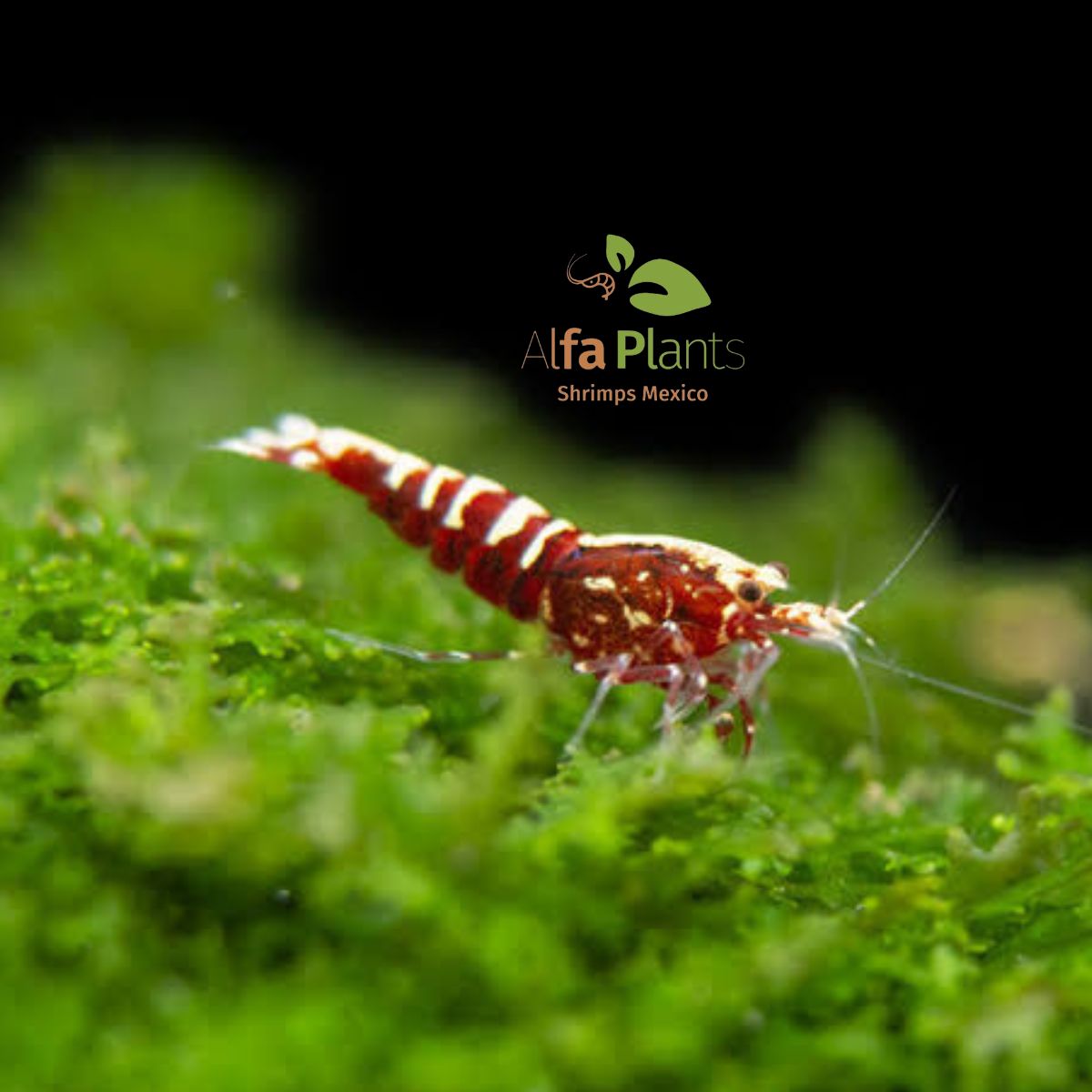 Caridina Red Pinto