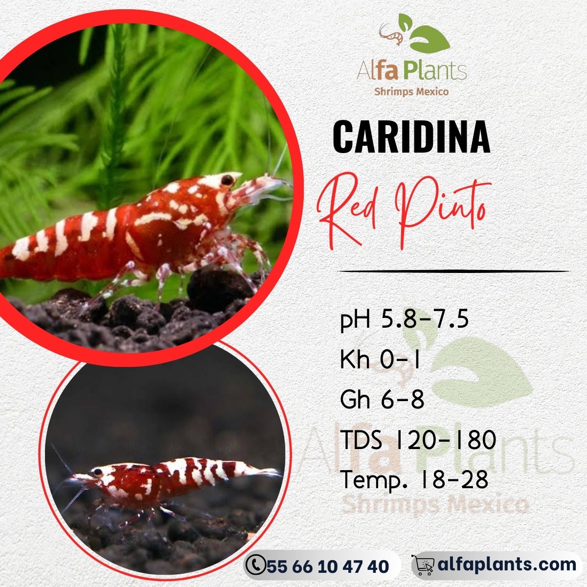 Caridina Red Pinto