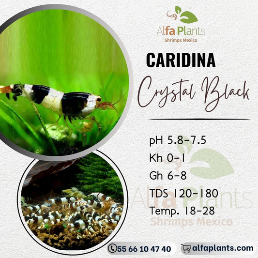 Caridina Crystal Black